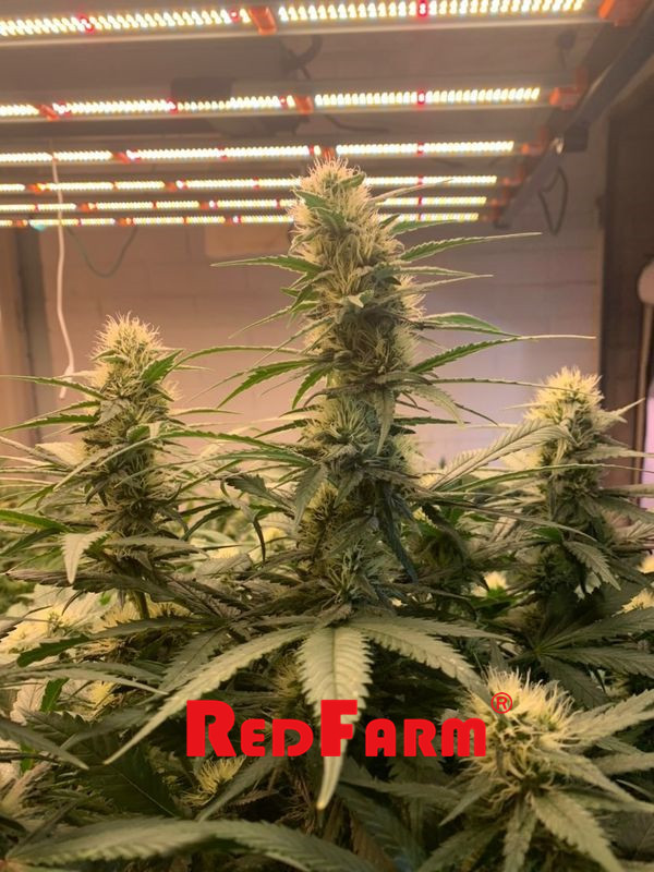 Le rendement élevé IR UV 1000W LED d'OEM se développent léger pour les usines d'intérieur 5